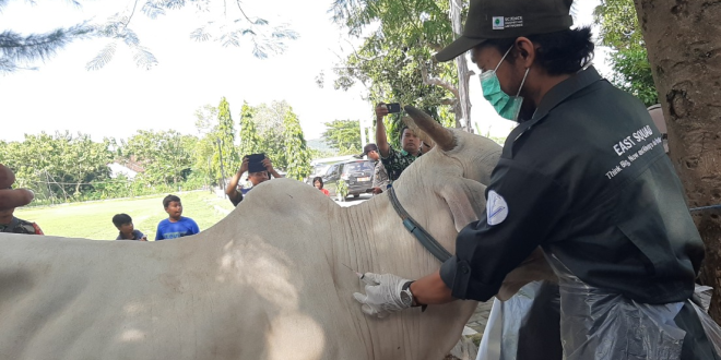 Vaksinasi PMK pada Sapi di Jawa Tengah
